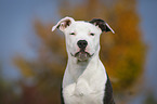 young American Staffordshire Terrier