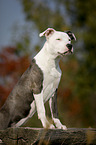 young American Staffordshire Terrier