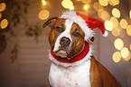 American Staffordshire Terrier with santa hat