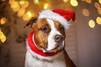 American Staffordshire Terrier with santa hat