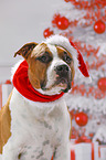 American Staffordshire Terrier with santa hat
