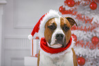 American Staffordshire Terrier with santa hat