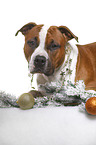 lying American Staffordshire Terrier