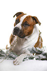 lying American Staffordshire Terrier