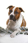 lying American Staffordshire Terrier
