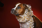 American Staffordshire Terrier Portrait