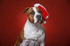 American Staffordshire Terrier with santa hat