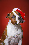 American Staffordshire Terrier with santa hat