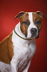American Staffordshire Terrier Portrait