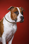 American Staffordshire Terrier Portrait