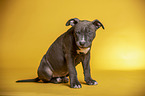 sitting  American Staffordshire Terrier Puppy