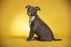 sitting  American Staffordshire Terrier Puppy