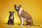 American Staffordshire Terrier