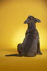sitting  American Staffordshire Terrier Puppy