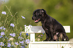 American Staffordshire Terrier Puppy