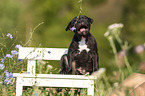American Staffordshire Terrier Puppy