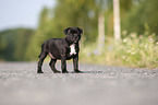 American Staffordshire Terrier Puppy
