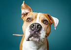 American Staffordshire Terrier Portrait