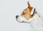 American Staffordshire Terrier Portrait
