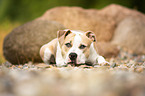 lying American Staffordshire Terrier