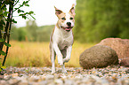 running American Staffordshire Terrier