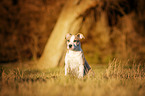 American Staffordshire Terrier Puppy
