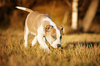American Staffordshire Terrier Puppy