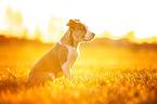 American Staffordshire Terrier Puppy