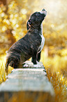 sitting American Staffordshire Terrier