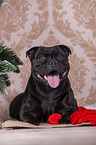 Staffordshire Bull Terrier