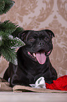 Staffordshire Bull Terrier