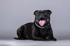 Staffordshire Bull Terrier