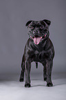 Staffordshire Bull Terrier