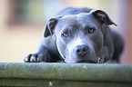 lying American Staffordshire Terrier