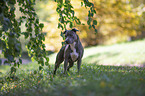 standing American Staffordshire Terrier