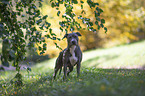 standing American Staffordshire Terrier