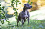 standing American Staffordshire Terrier