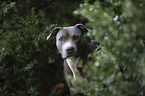 American Staffordshire Terrier portrait