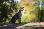 sitting American Staffordshire Terrier