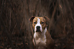 American Staffordshire Terrier portait