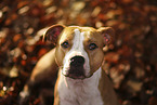 American Staffordshire Terrier