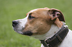 American Staffordshire Terrier portrait