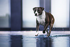 running American Staffordshire Terrier