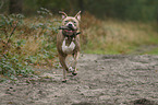 running American Staffordshire Terrier