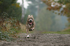 running American Staffordshire Terrier