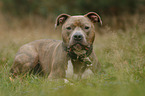 lying American Staffordshire Terrier