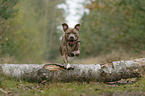 jumping American Staffordshire Terrier