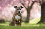 sitting American Staffordshire Terrier