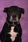American Staffordshire Terrier Portrait