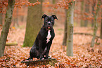young American Staffordshire Terrier